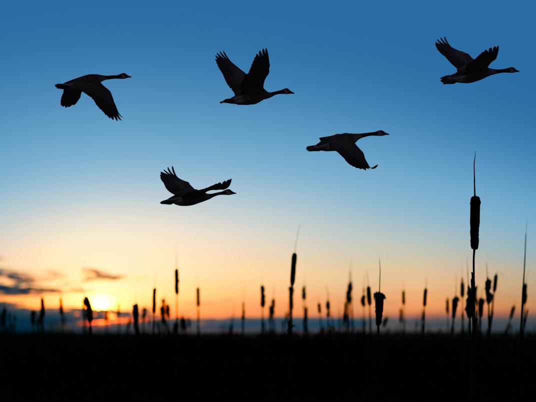 Birds flying over a wetland in Canada