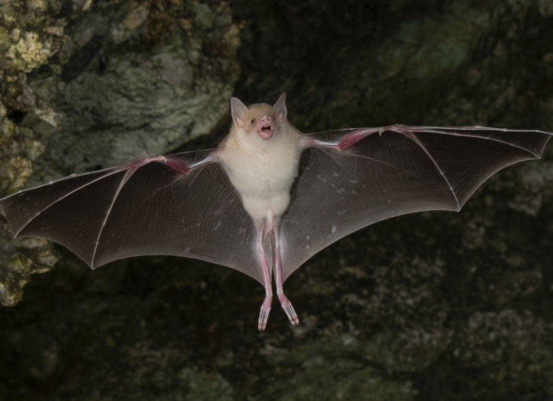 Jamaican flower bat (Phyllonycteris aphylla)