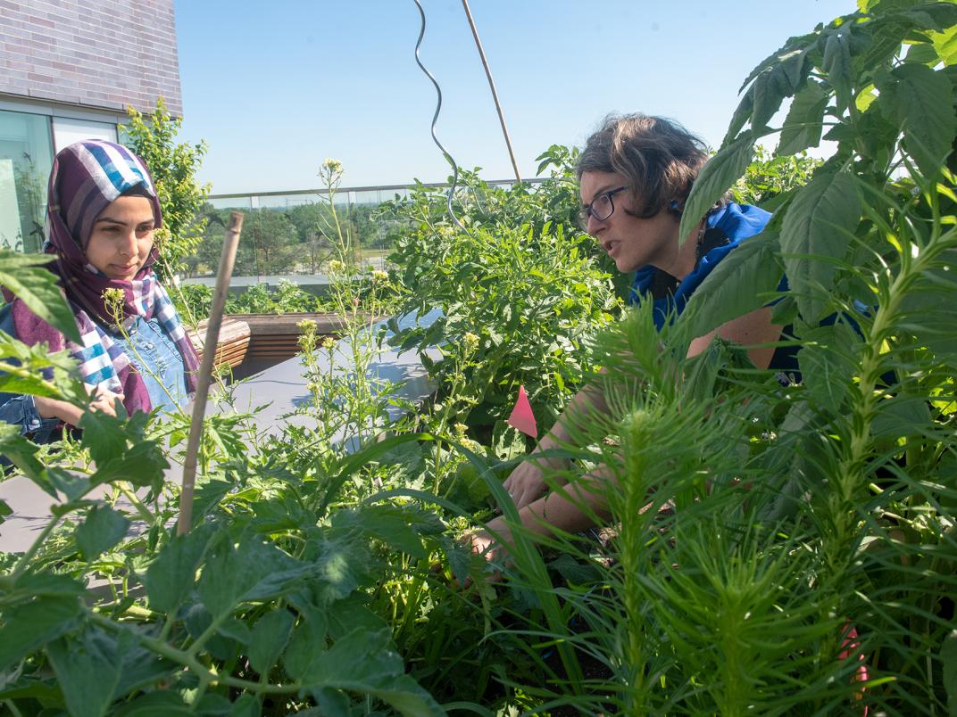 Environmental Masters student Pinar Reza and Farm Initiative Co-Ordinator Beatrice Lego in the IC Rooftop Garden. 
