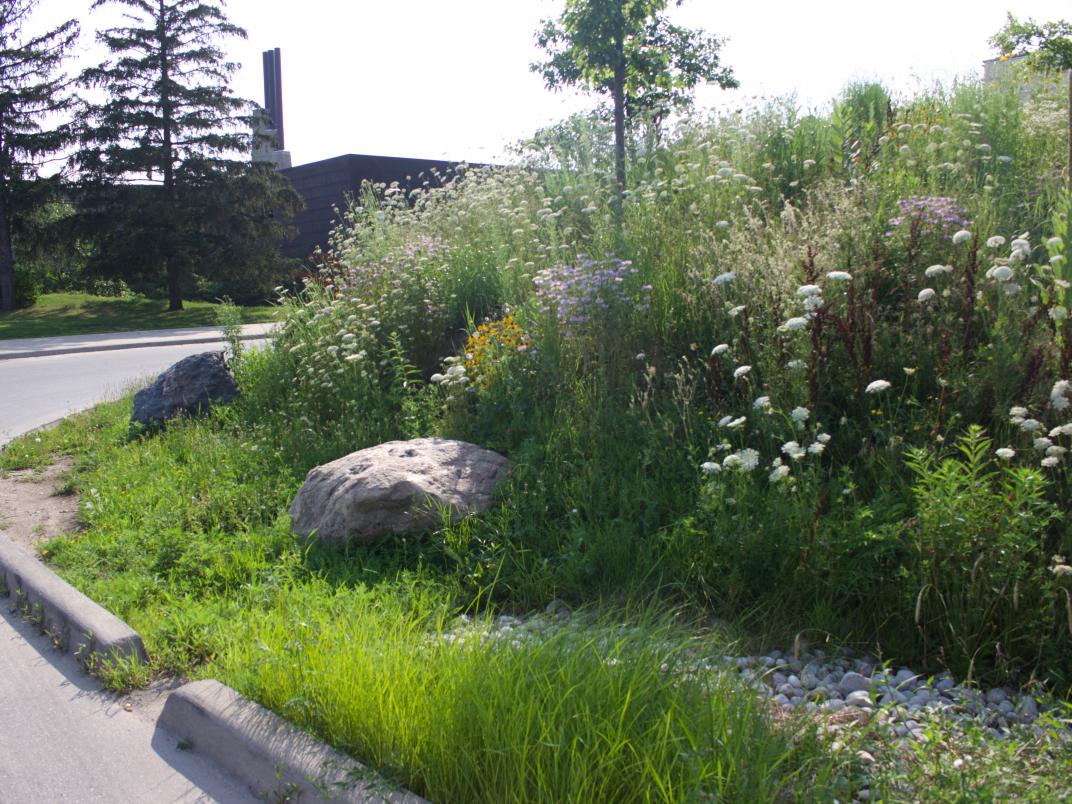 The University of Toronto Scarborough uses bioswales, specifically engineered feats of landscape architecture, to manage rain water on campus. (Photo by Alexa Battler)