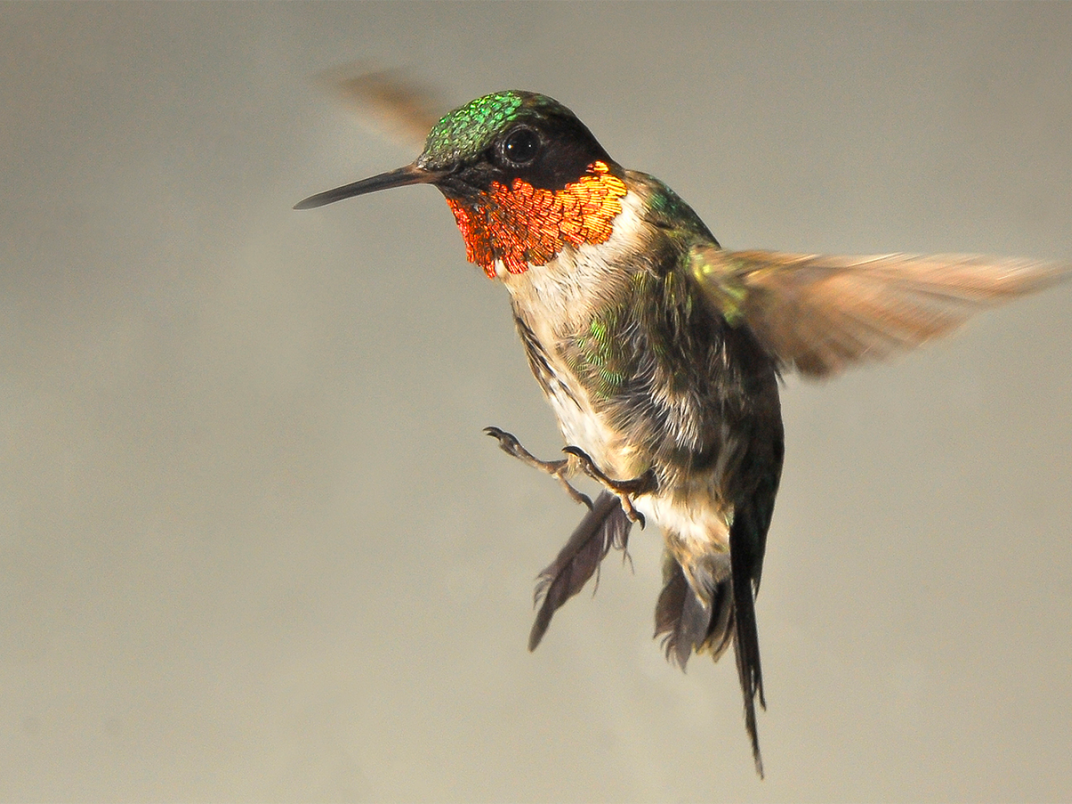 A ruby-throated hummingbird.