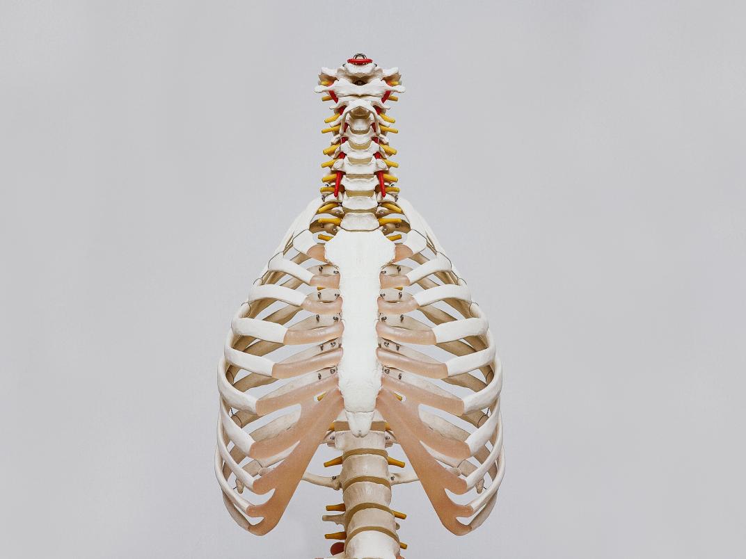 A picture of a skeleton