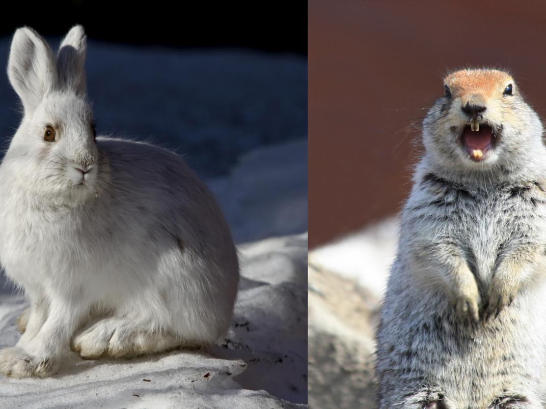 In Canada's boreal forest, you can find hares that resort to cannibalism,  and squirrels that eat brains | University of Toronto Scarborough News
