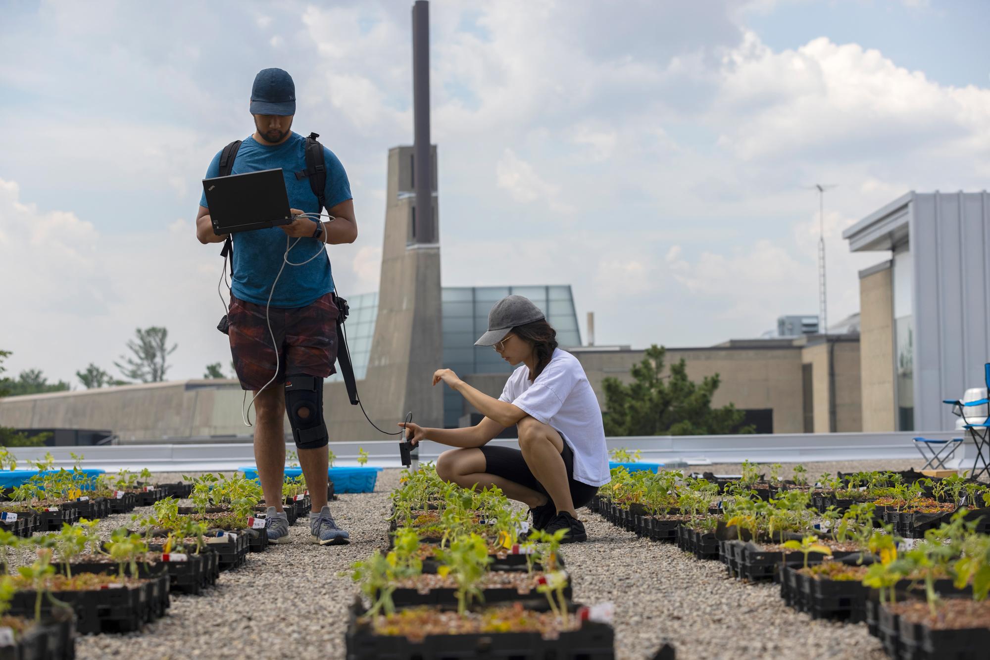 Researchers at U of T Scarborough are growing crops on the roof of Highland Hall