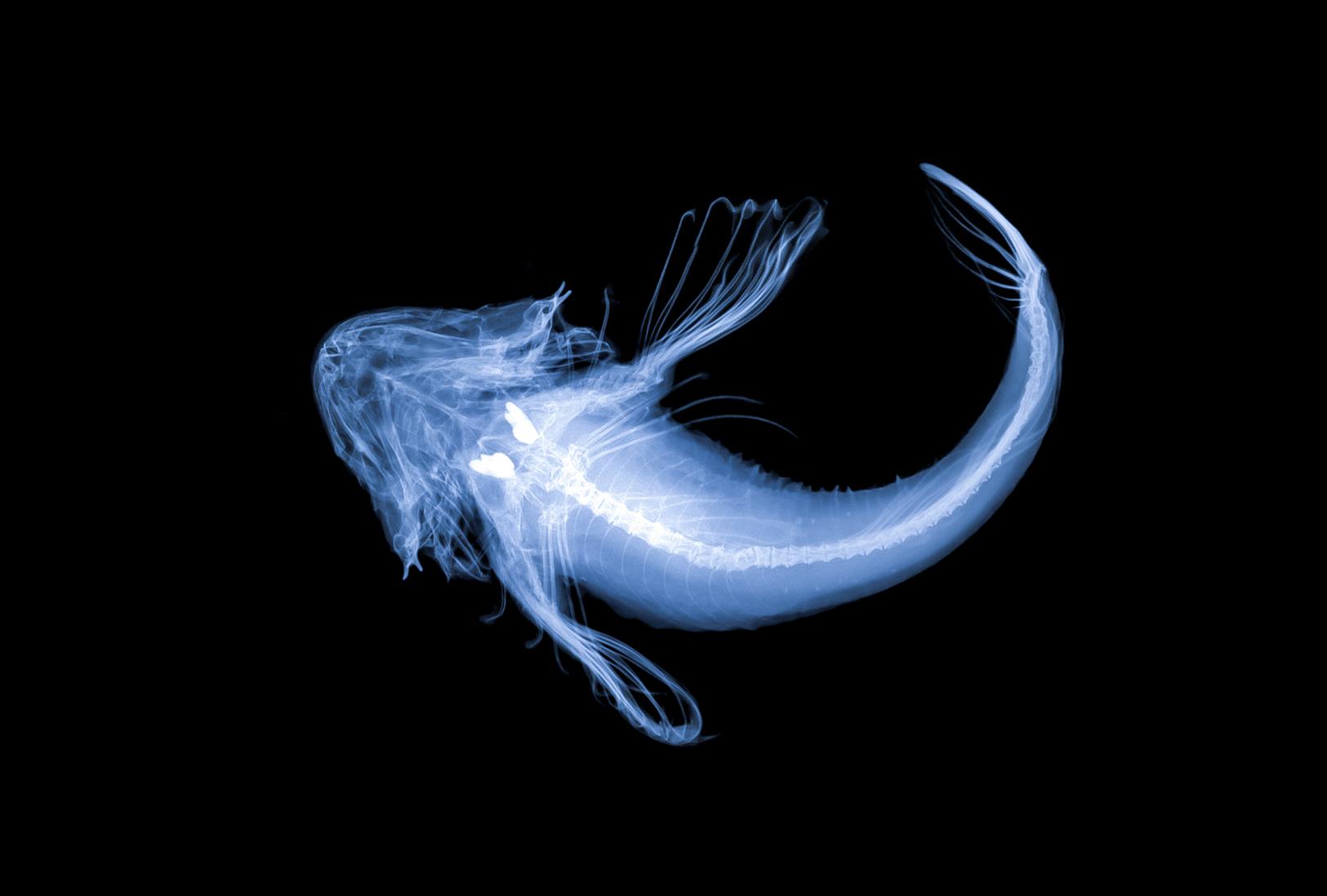 X-ray image of deepwater sculpin