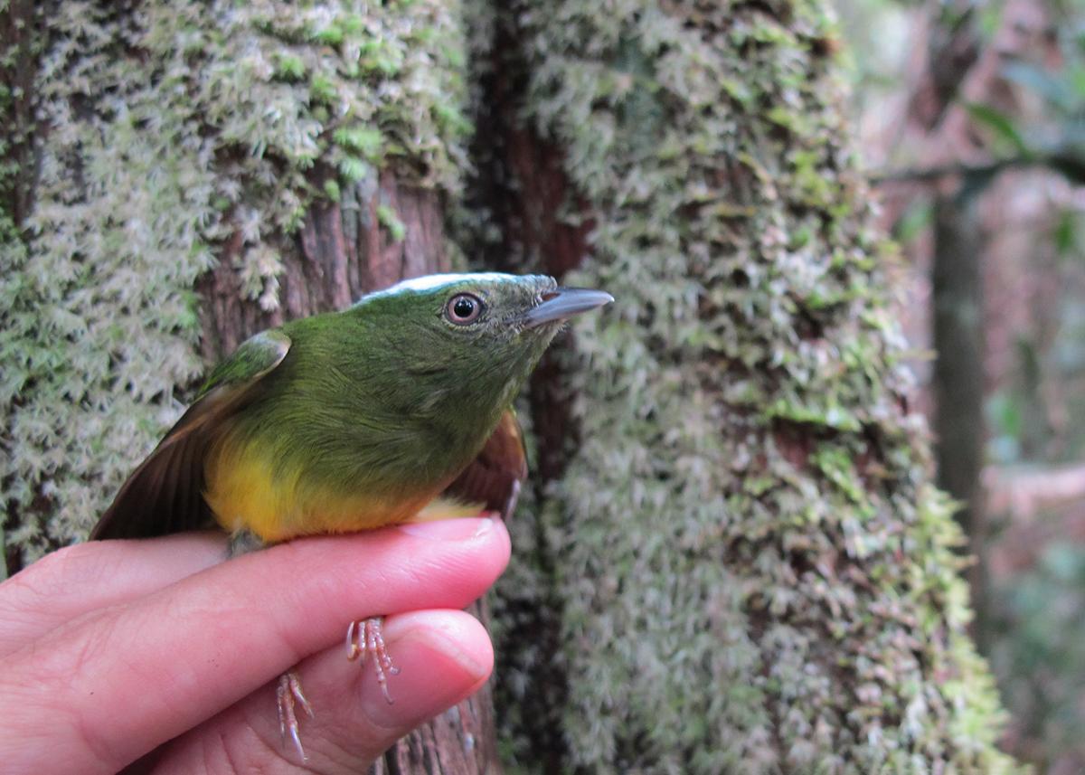 A photo of the Amazonian bird Lepidothrix natererei (better known as the snow-capped manakin)
