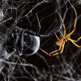 Male and female black widow spider during courtship