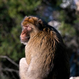 A Gibraltar macaque turns for the camera