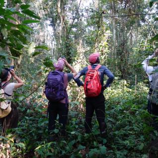 Searching for Colobus angolensis ruwenzorii in Uganda