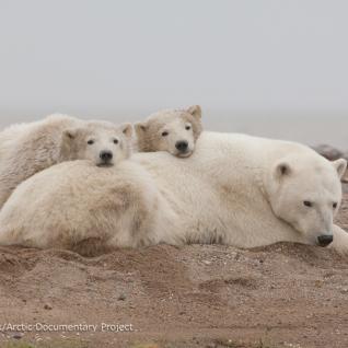 Polar bear cubs and mother