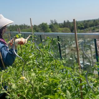 Pinar Reza tends to tomatoes in the IC Rooftop Garden.