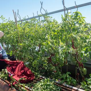 Pinar Reza binds cloth to growing tomato vines in the IC Rooftop Garden.