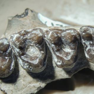 M. Latidens fossilized teeth