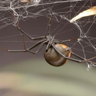 Black widow spider research