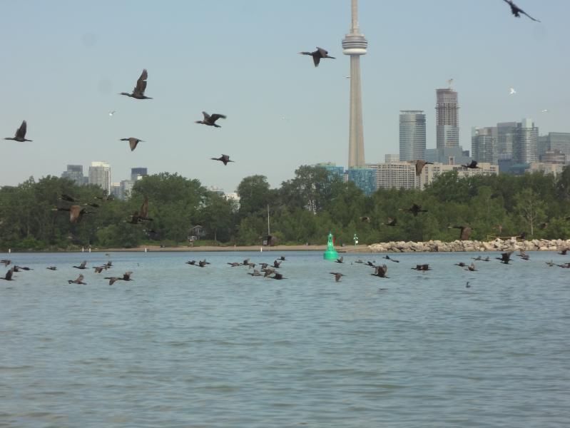 Lake Ontario with a view of CN tower
