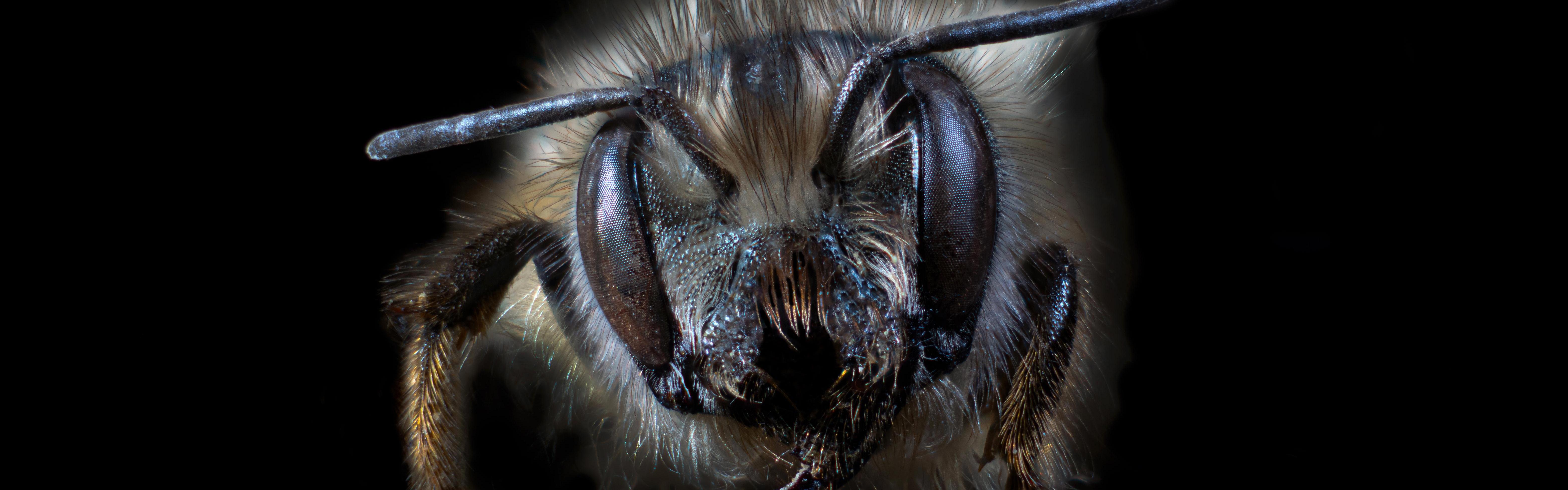 Photo of a non-native mason bee