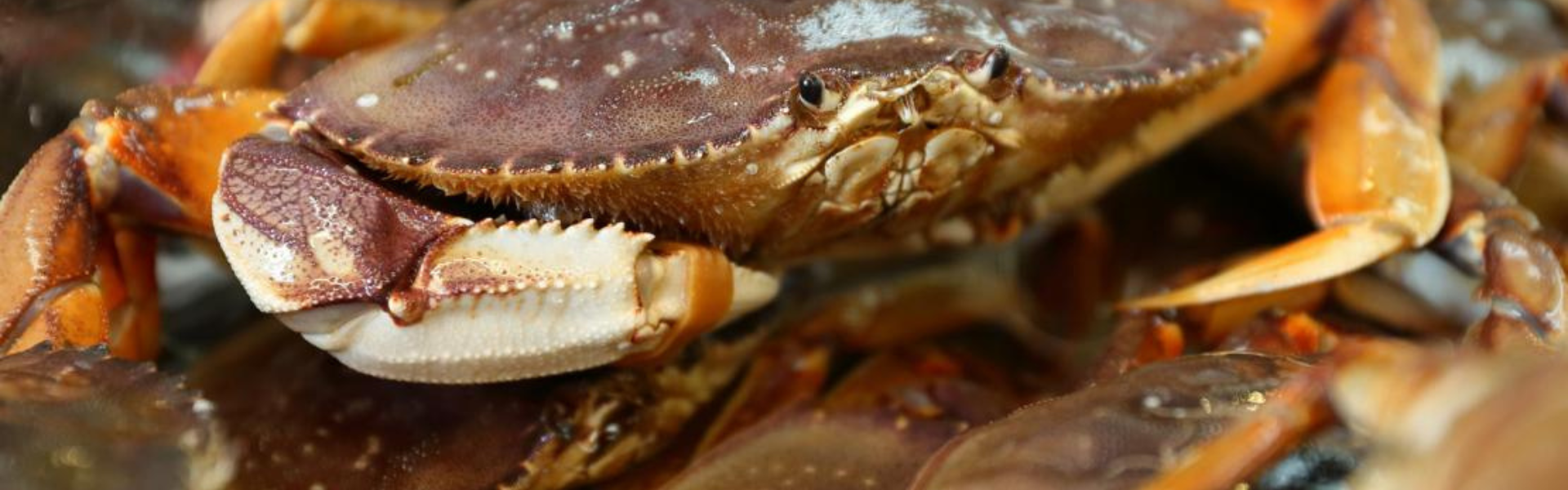Ocean acidification might be causing marine crabs to lose their sense of smell according to a new U of T Scarborough new study