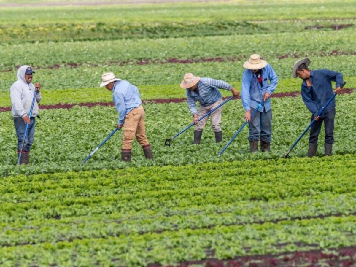 Migrant farm workers hoeing a field in British Columbia