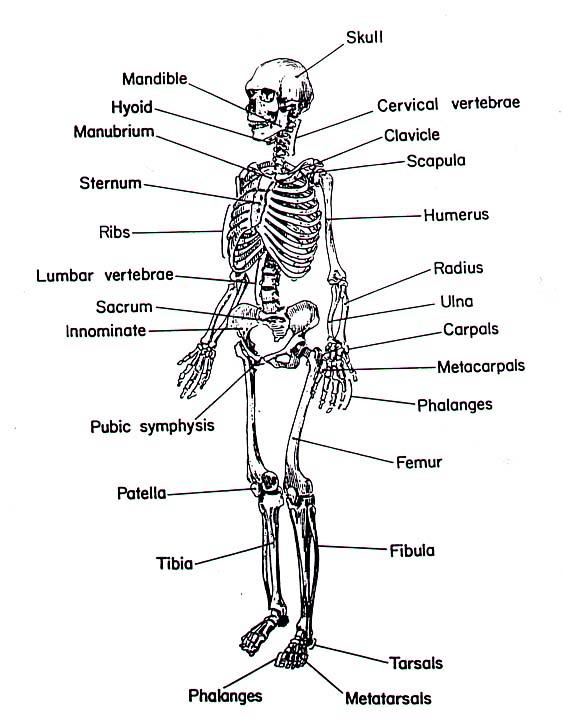 study-skeleton